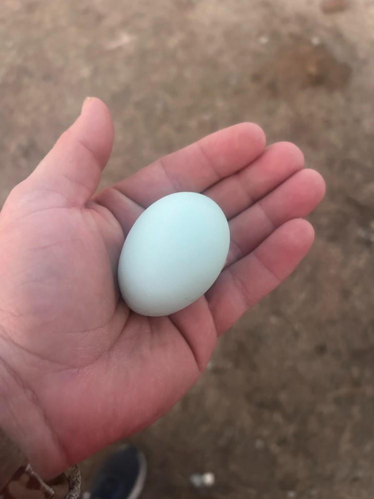 12 🐣Premium Cream Legbar Hatching Eggs – BEAUTIFUL-BLUE