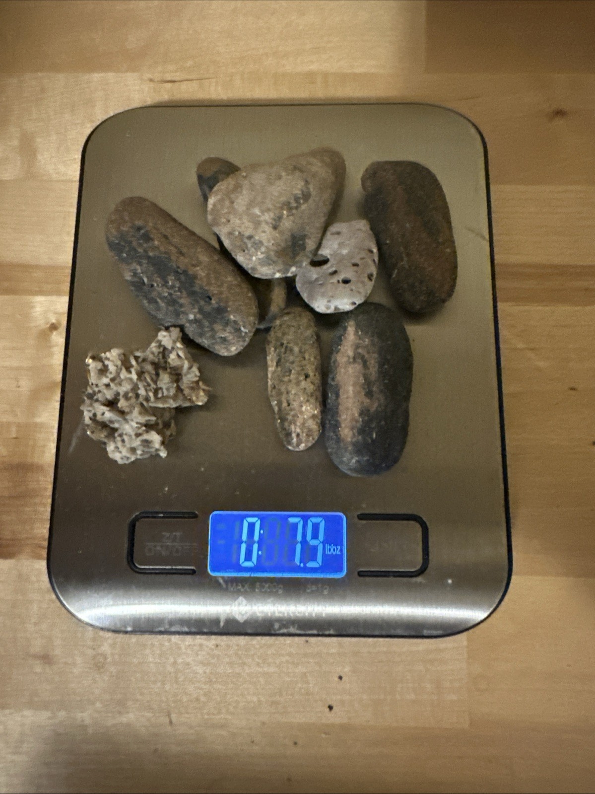 Sea life Coral Fossil Rock Wood Specimen Urchin Geology Shells Coastal Lot