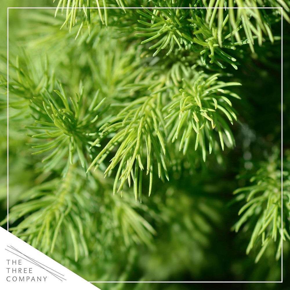 Live Alberta Spruce Tree - 10" Tall Tabletop Decoration for -Round Elegance