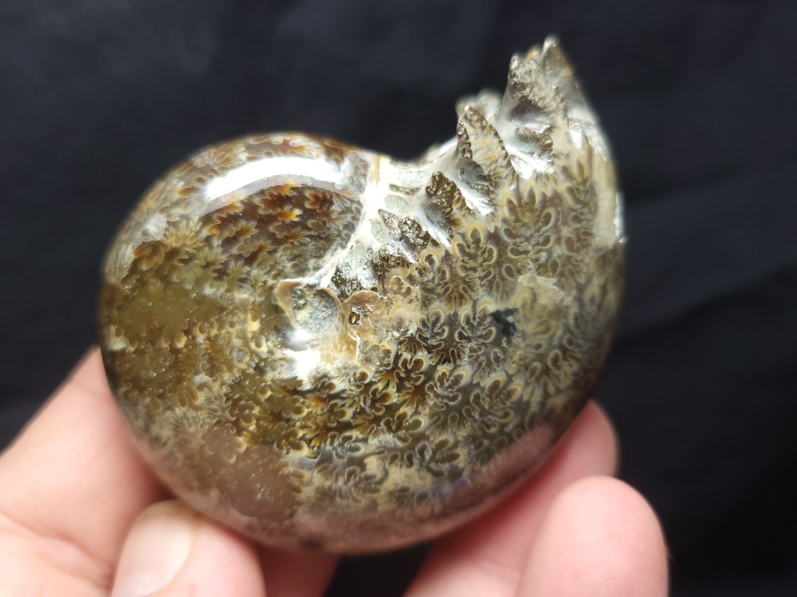 Ammonite Phylloceras Fossil from Madagascar 2.5" (138.6 gr.)
