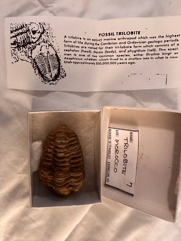 Fossil Trilobite from Morocco (D603FC8)