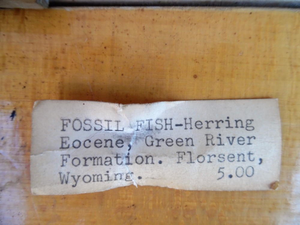 fossil fish herring Eocene green