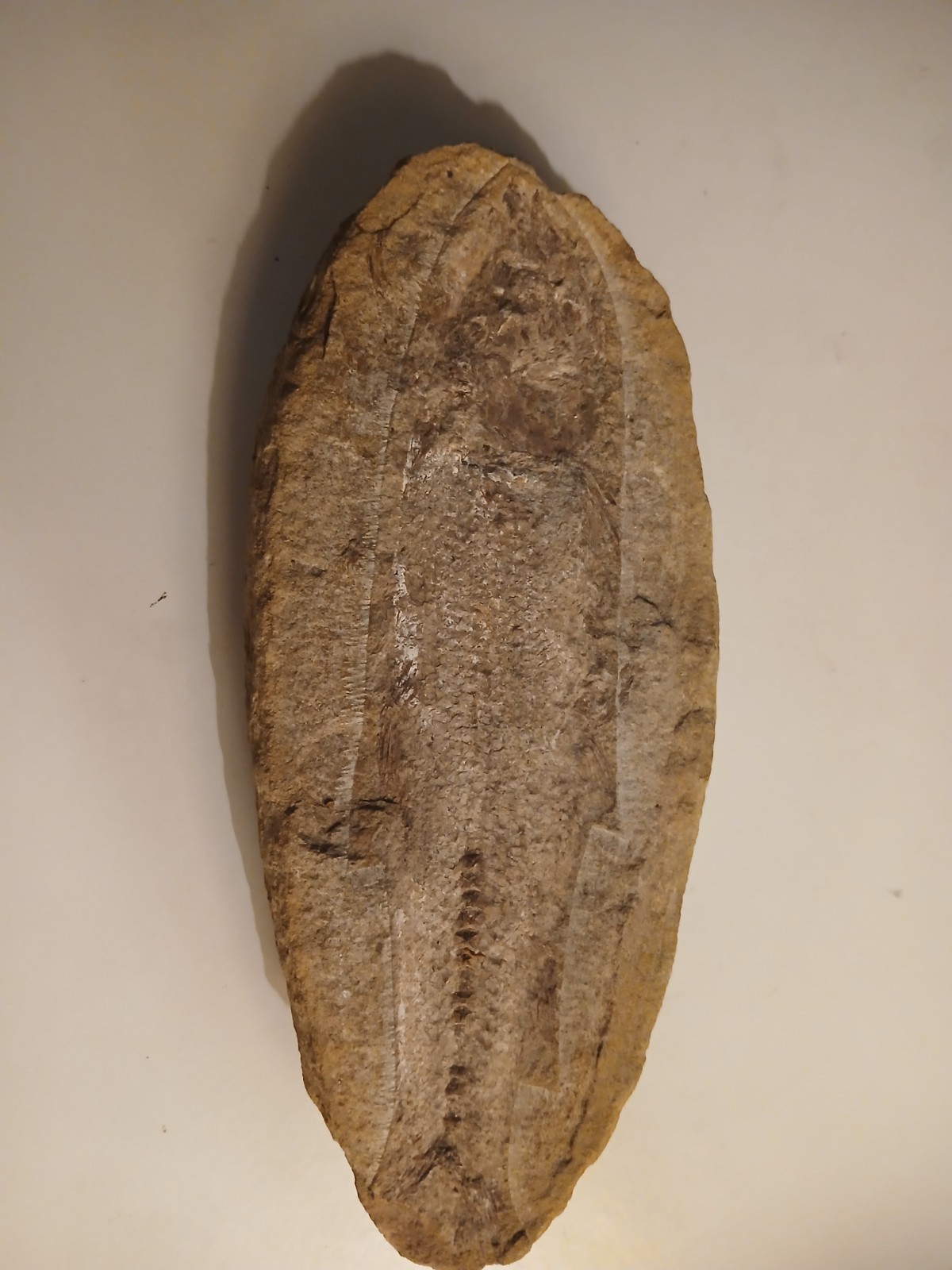 Rhacolepis buccalis, a type of extinct ray-finned fish. 110 Million Y/o Fossil