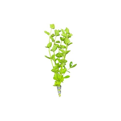 LOW TECH Aquarium Plant Mint Charlie (Micromeria Brownei) Bunch BUY 2 GET 1 FREE