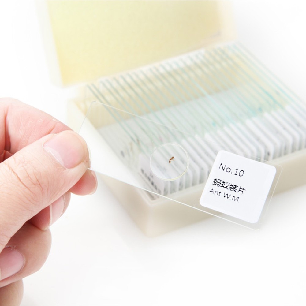 10 PCS/Set Insect Observation Tool Prepared Microscope Sample Slides Kit