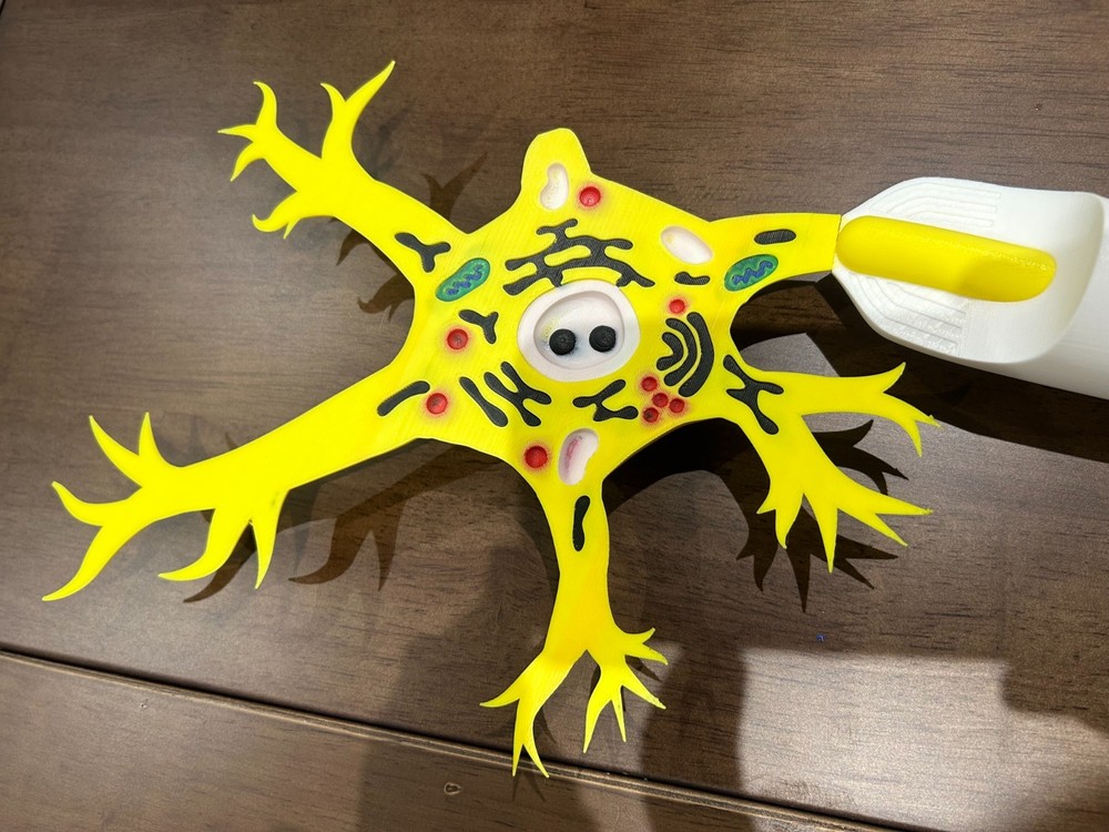 Neuron Anatomy 3D Printed