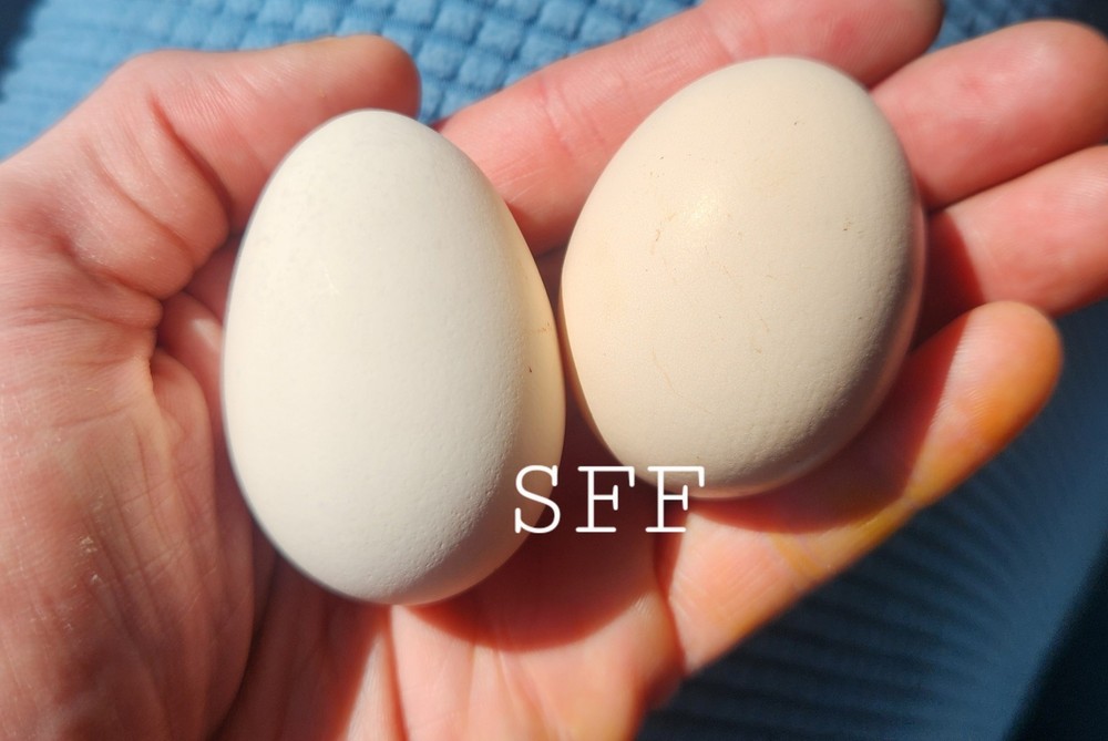 12pk Rare HEDEMORA Hatching Eggs