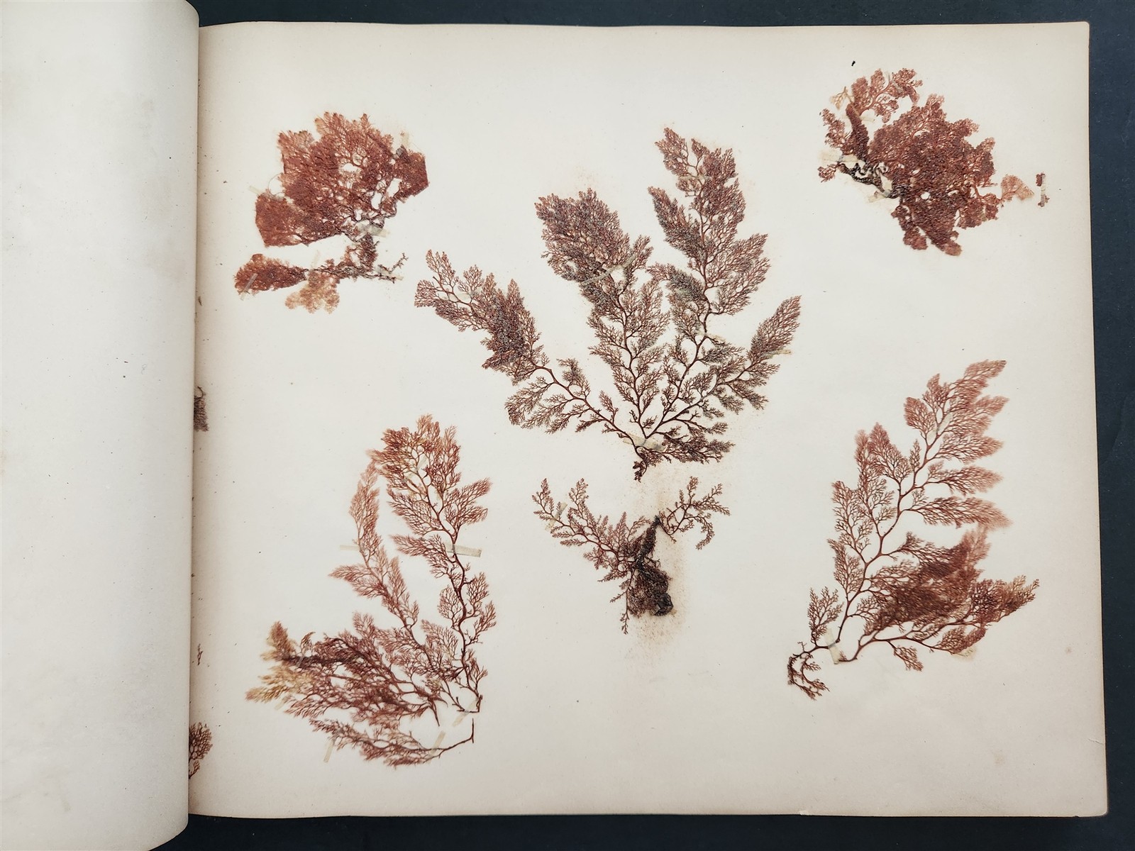 1883 antique SEAWEED pressed ALBUM monterey ca EUGENIE PHILLIPS specimen book