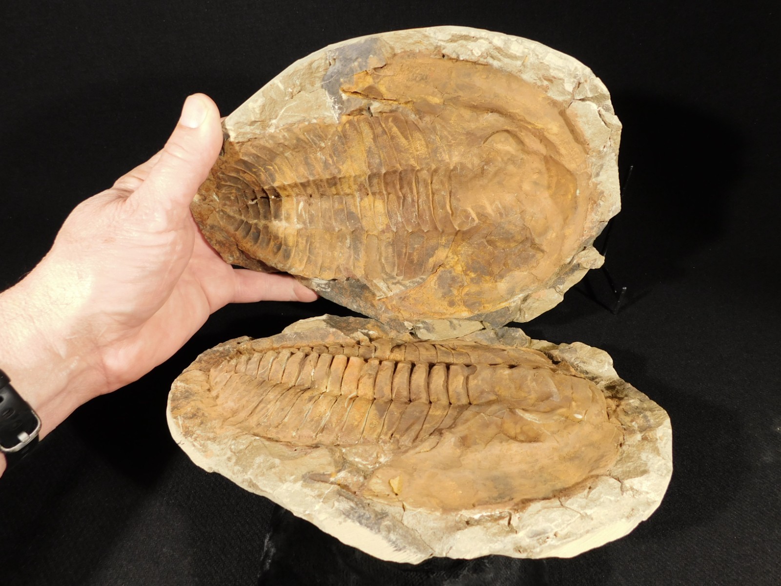 HUGE! 530 Million Year OLD! Andalusiana Trilobite Fossil Anif Morocco 3242gr