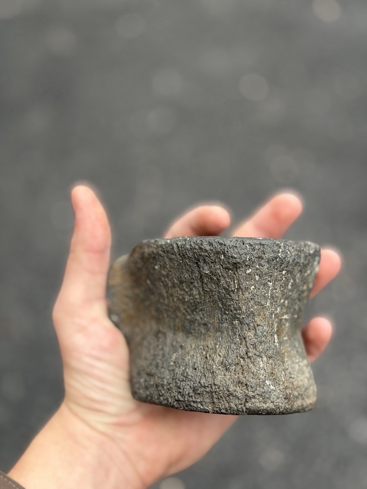fossilized dinosaur