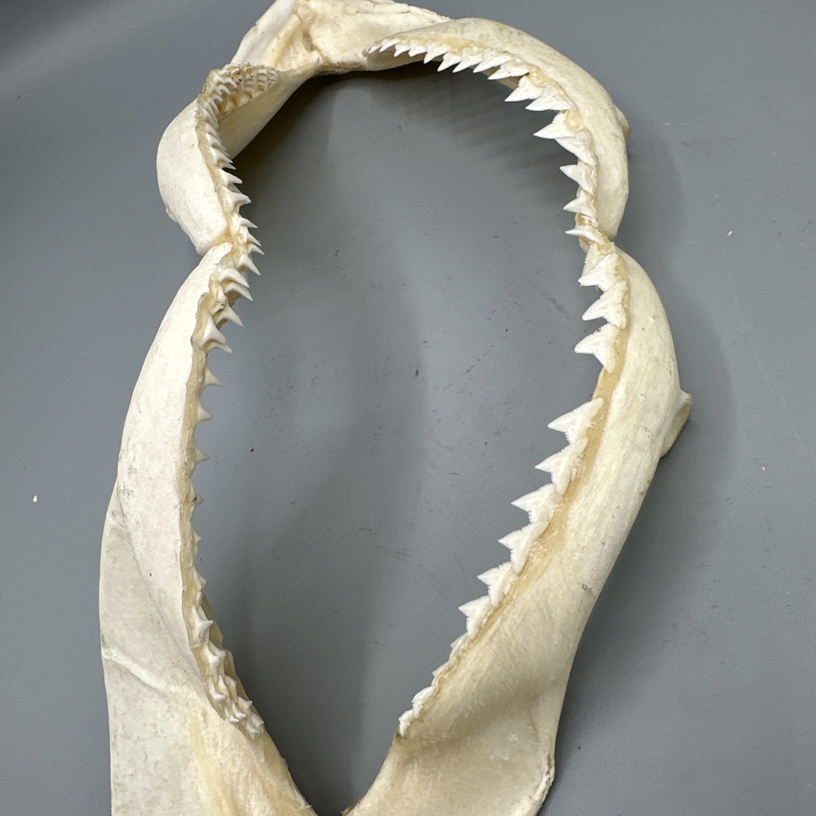 Large Shark Jaw Fossil 🦈