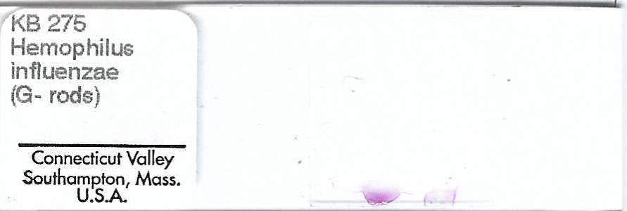 Haemophilus influenzae Microscope Slide