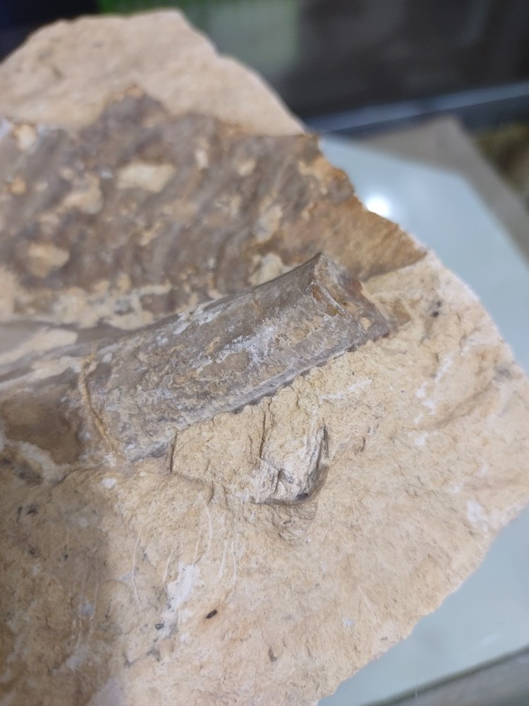 Unknown Fossil. Clam Shell And Bone?