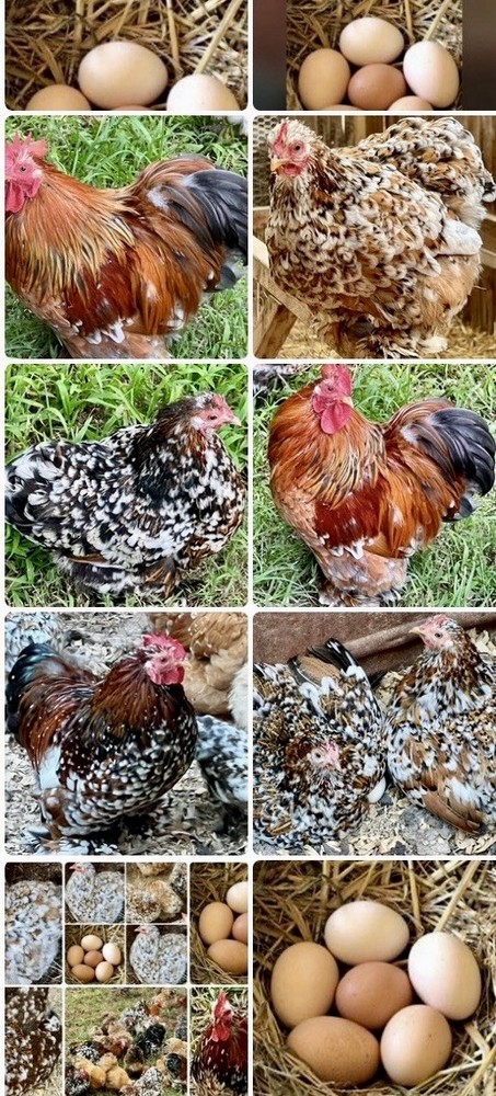 Cochin Bantam Mille Fleur Hatching Eggs One dozen