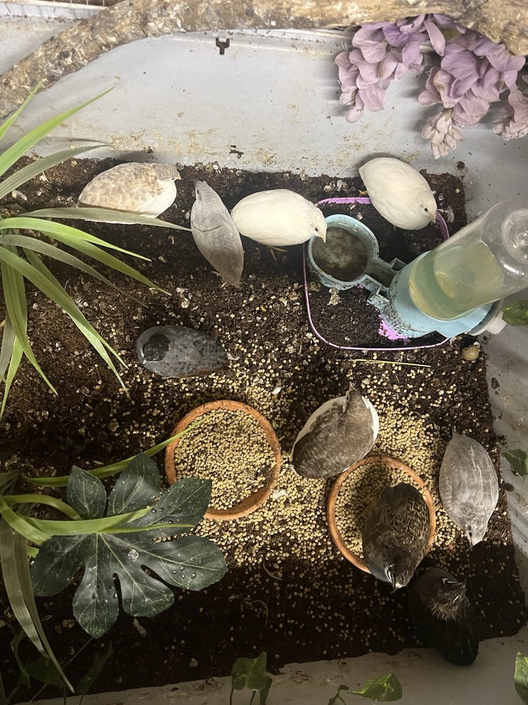 Button Quail Hatching Eggs