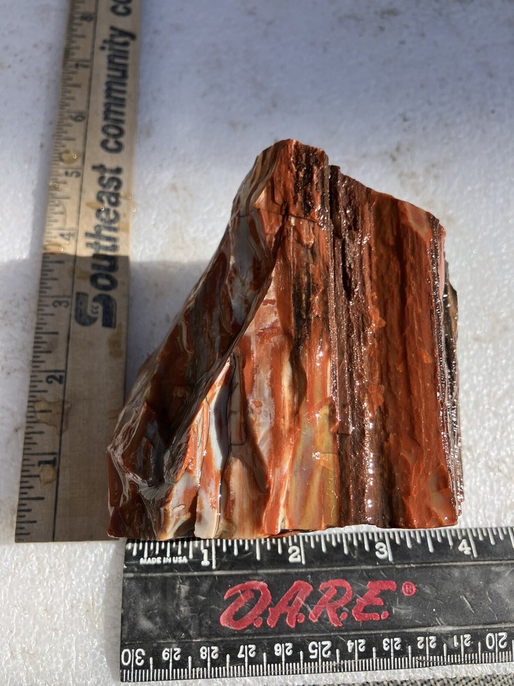 Arizona Petrified Wood