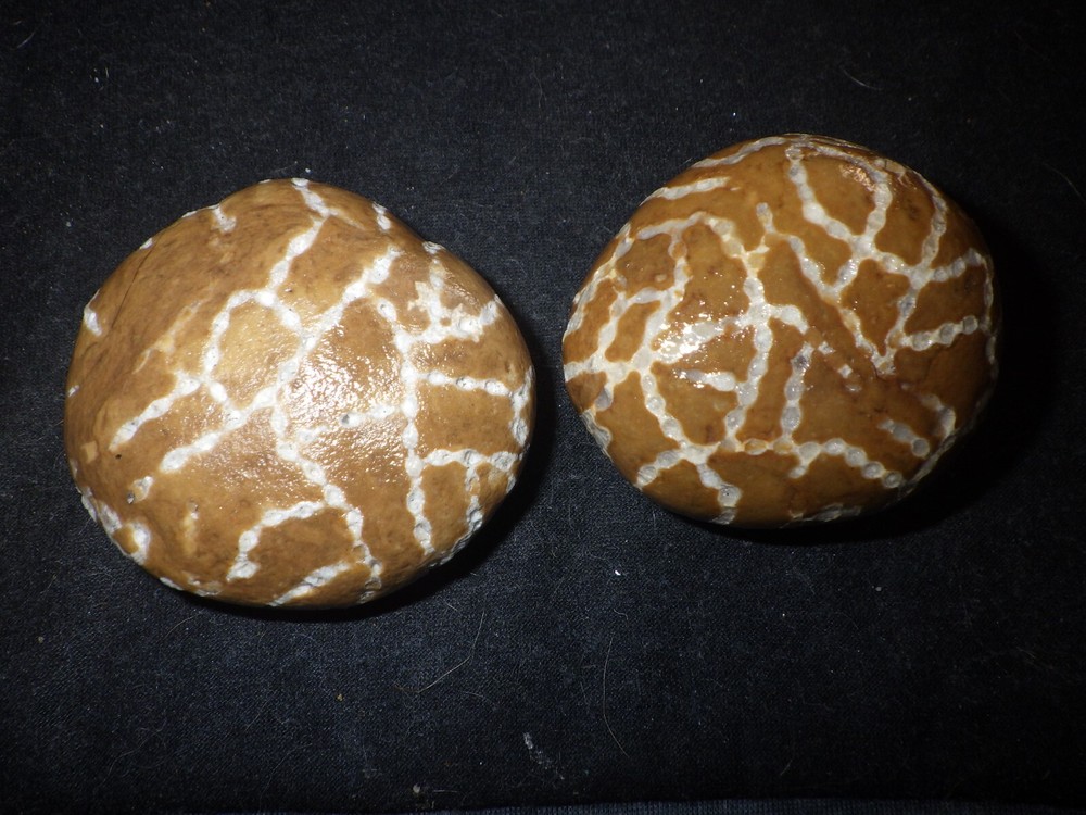 Chain Coral Halysites