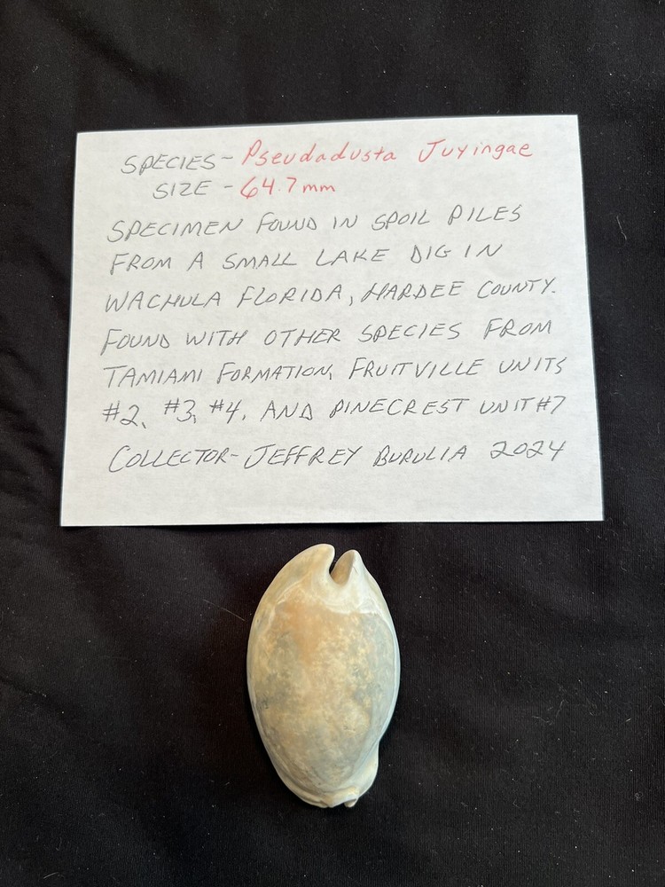 Extinct COWRIE ( Pseudadusta Juyingae ) From Central Florida