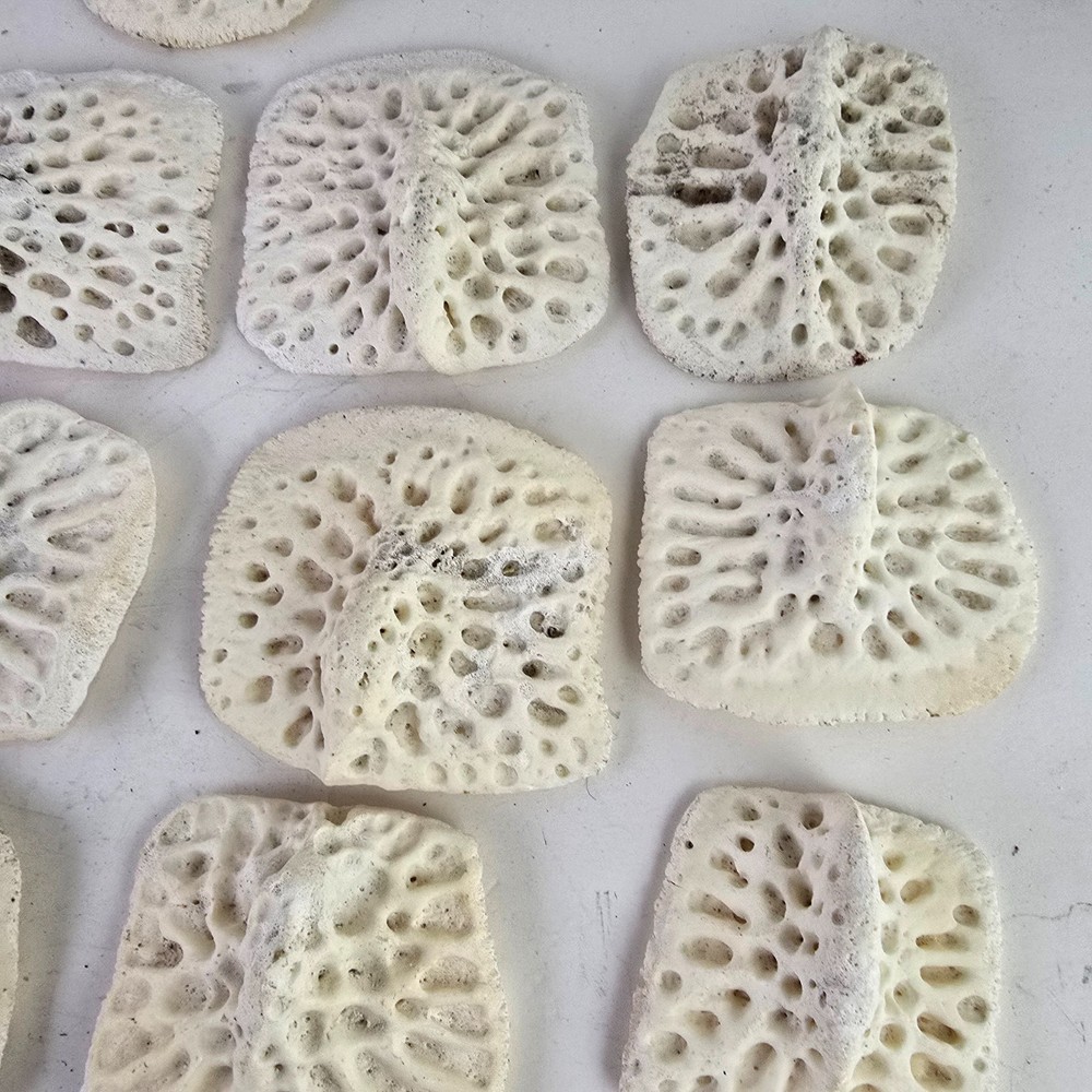 Gator Alligator Back Scute bone bones Bony scutes croc weird Osteoderms white