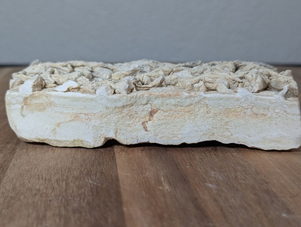Colony Trace Fossil