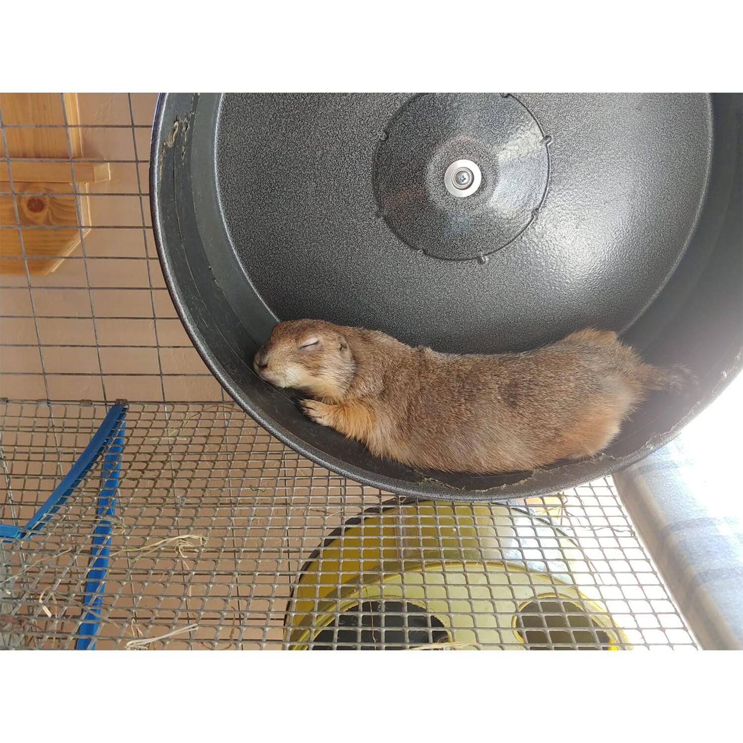 CHIN-SPRINT WHEEL 15" BLACK- Chinchillas, Prairie Dogs, Rats