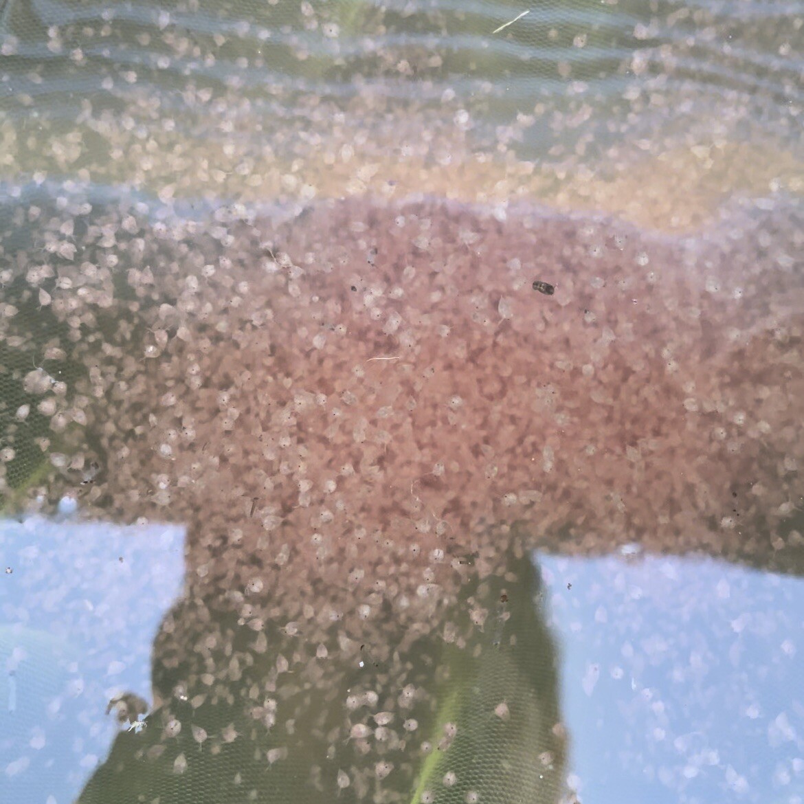 200+ Live Daphnia Magna FREE PRIORITY SHIPPING