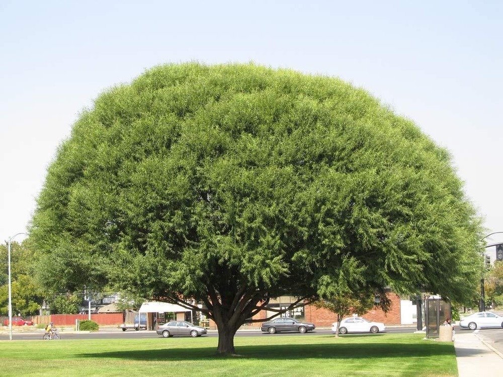 Four Globe Willow Tree Cuttings - Fast Growing Shade or Privacy - 4 Live Trees