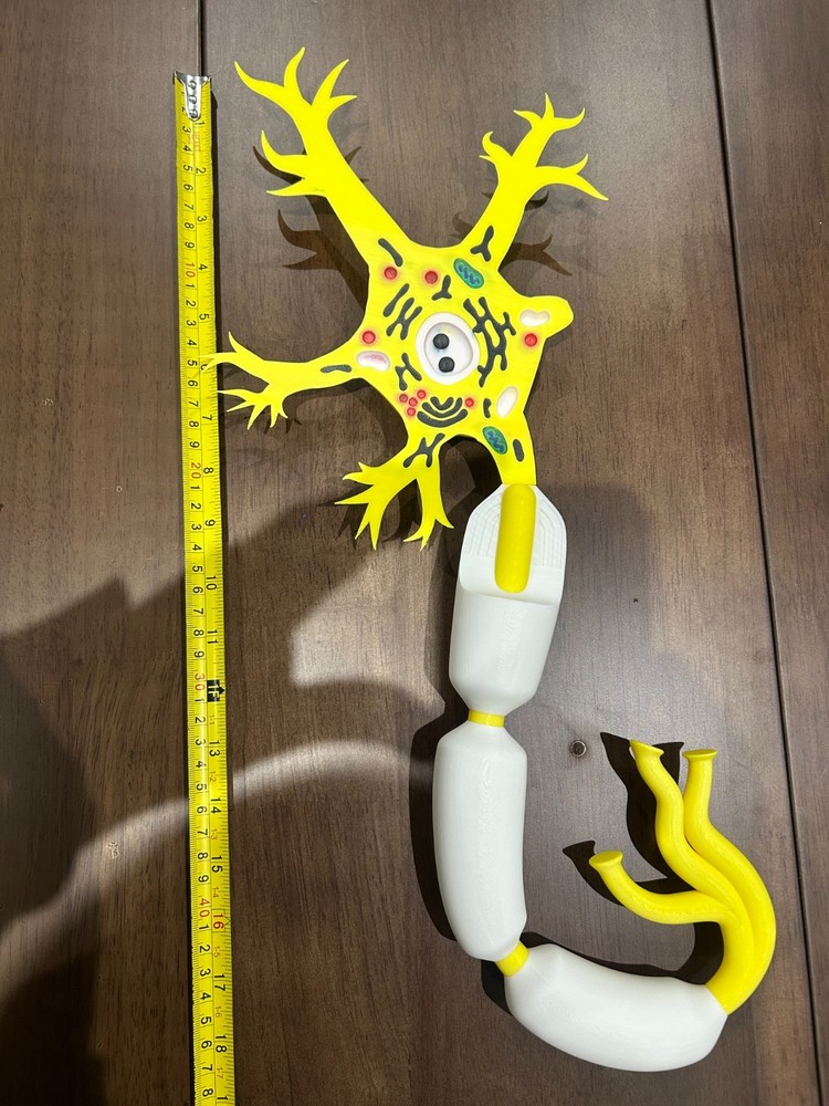 Neuron Anatomy 3D Printed