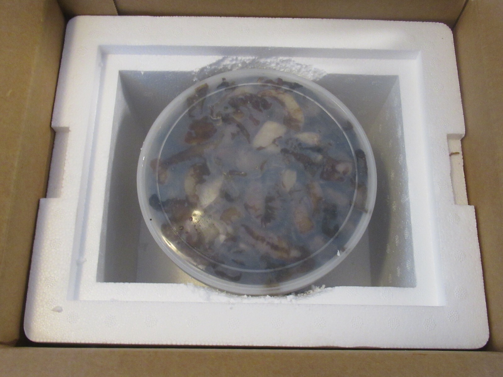 FROZEN BAIT CLAM NECKS SNOUTS PORGY SEA BASS CATFISH SCUP BULK 2 QT FISHING BAIT