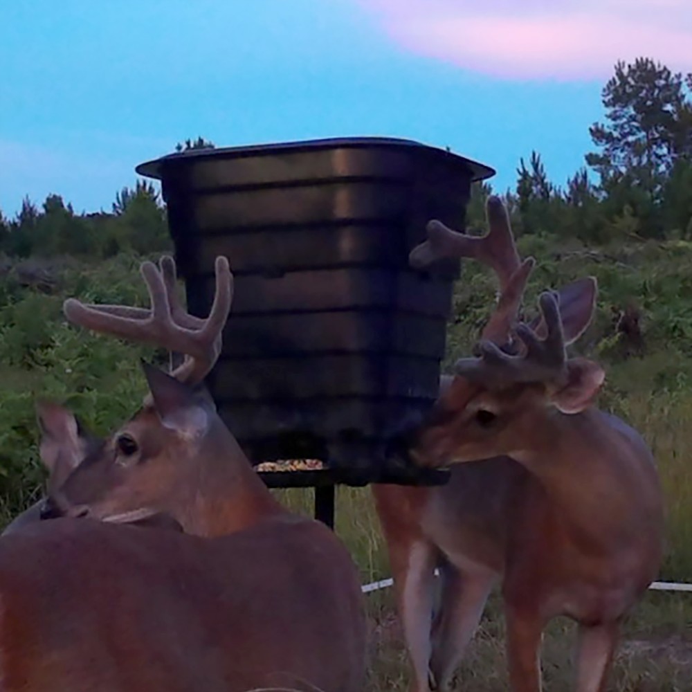 Corn deer feeder