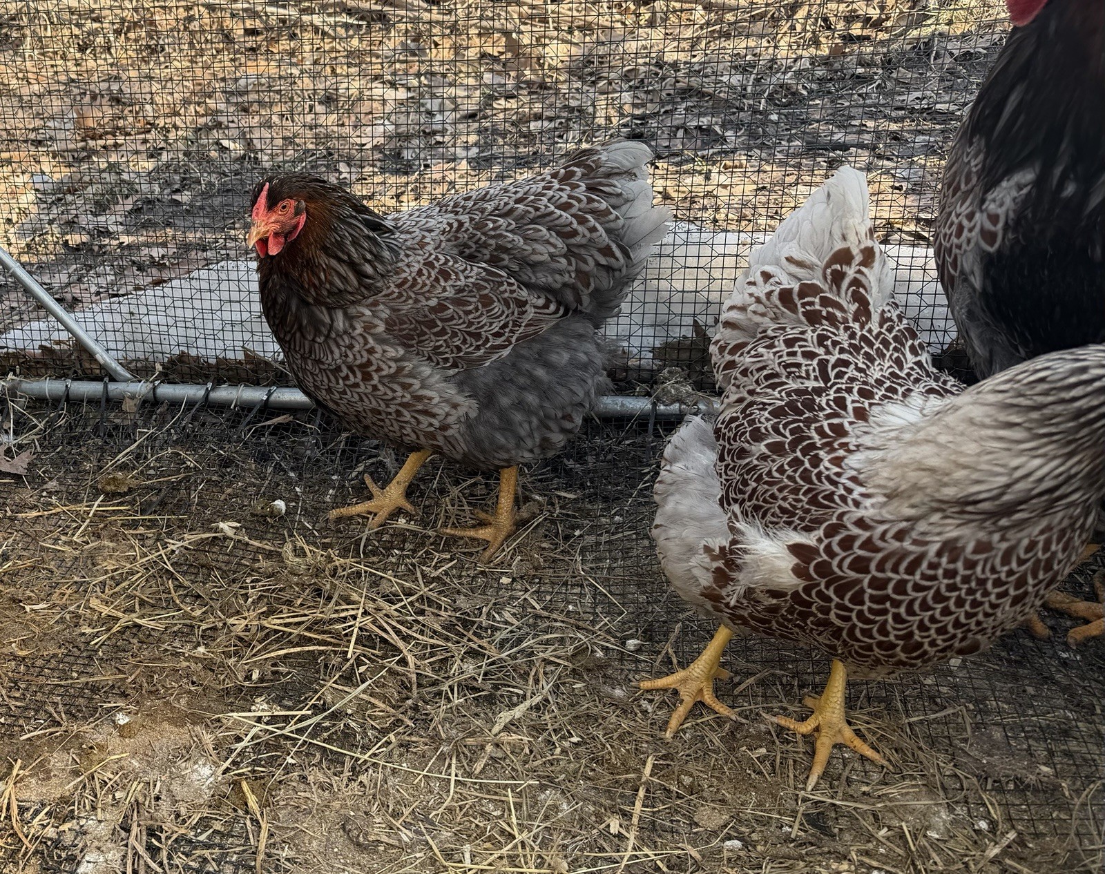 Dozen + Purebred Blue-Laced Red Wyandotte Hatching Eggs. Free Flat Rate Shipping