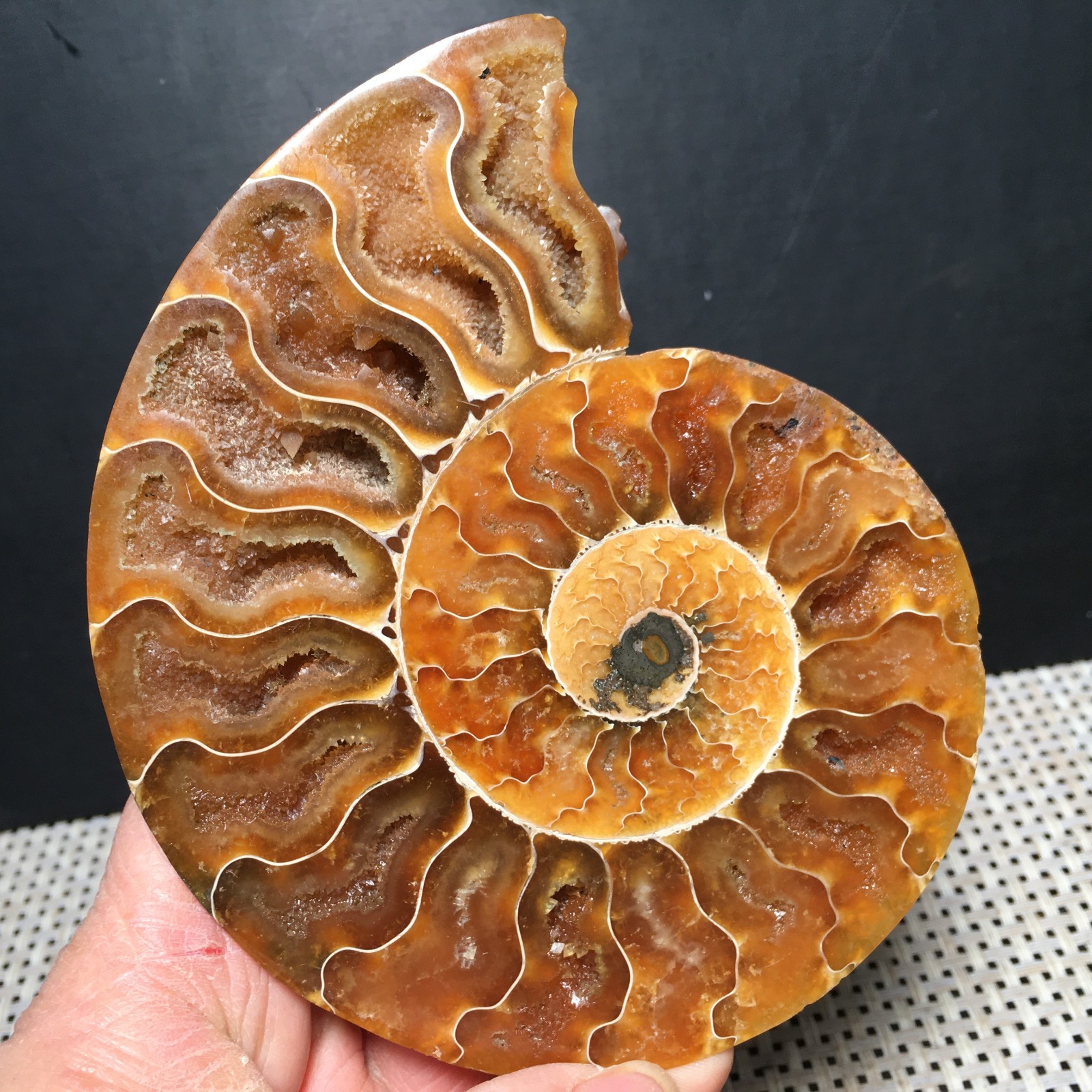 184g 1pc Split Carving Home Decoration Specimen Shell Healing md3746
