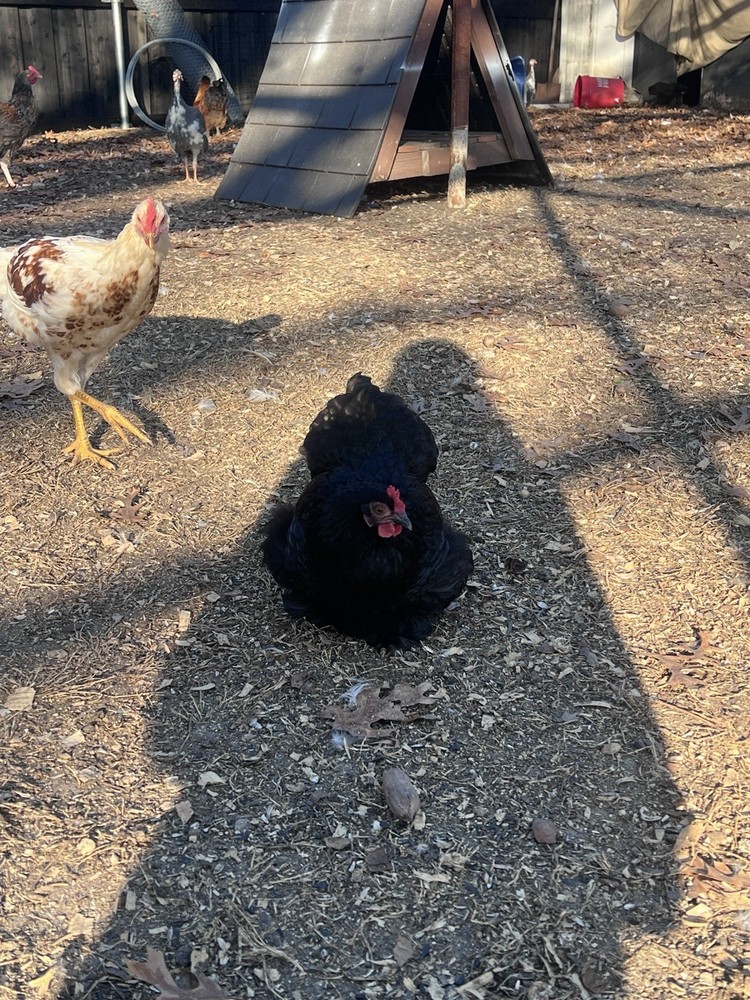 12 Batam Mix Barnyard.