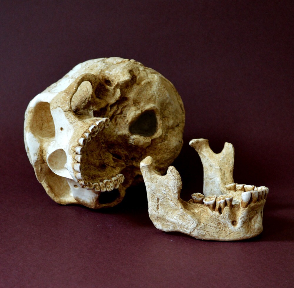 Skhul 5 Skull Replica