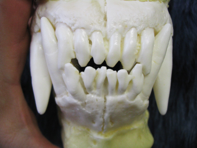 Medium reproduction polar bear teeth jaws cast  REPLICA