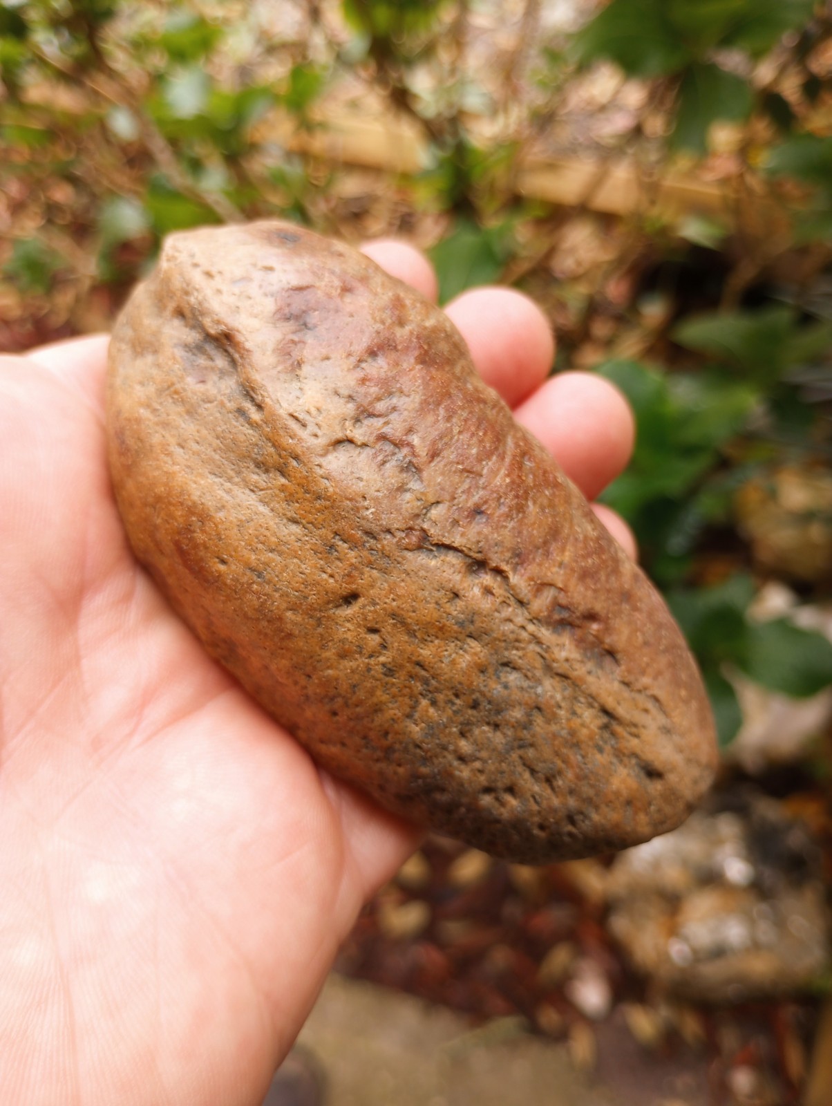 Fossilized Whale Ear Bone | Massive 4.25" Extinct Mammal Fossil From The Ledge