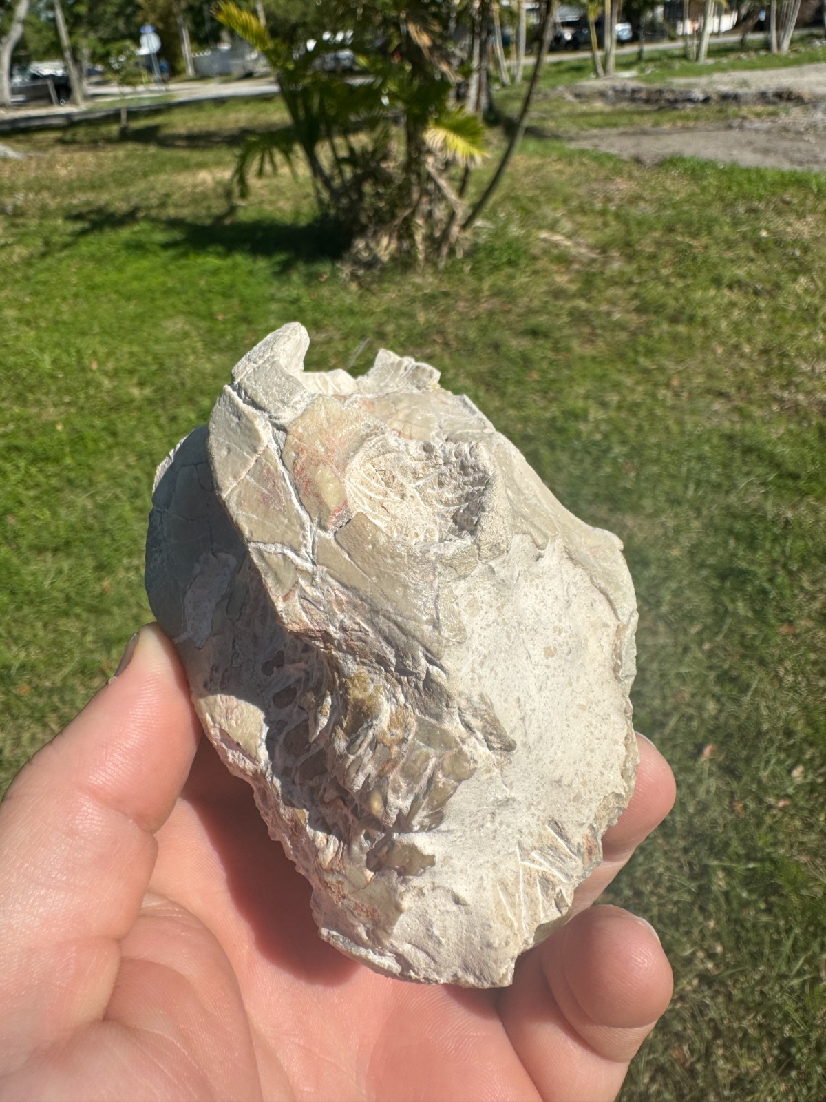 BEAUTIFUL PREP WHITE RIVER OREODONT LEPTAUCHENIA SKULL JAW TEETH BONE FOSSIL