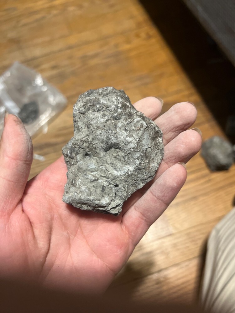 fossil rocks marine creatures