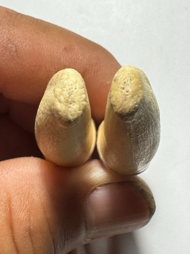 510- Tooth, Teeth, Fox’s Teeth, Coyote’s Teeth