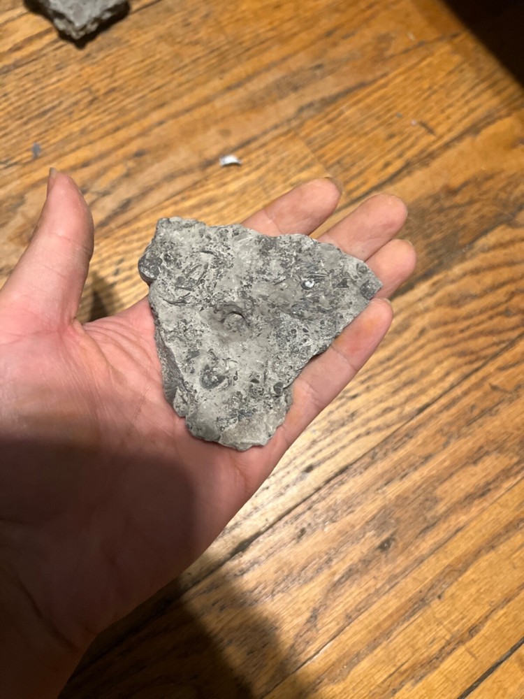 Marine Fossil Rocks