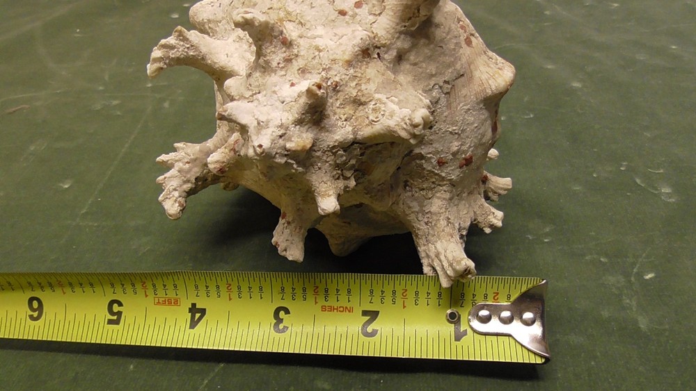White Natural Conch Seashell Real Shell Aquarium Large