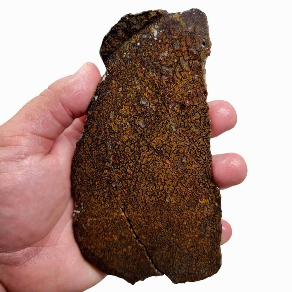 Fossil Gem Dinosaur Bone Slab! Gem Dino Bone Slab!