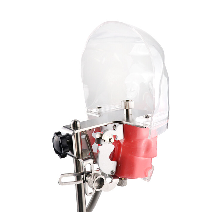 Dental Head Model Simulator Phantom Dentist Teaching Head Model 28pcs Teeth USA