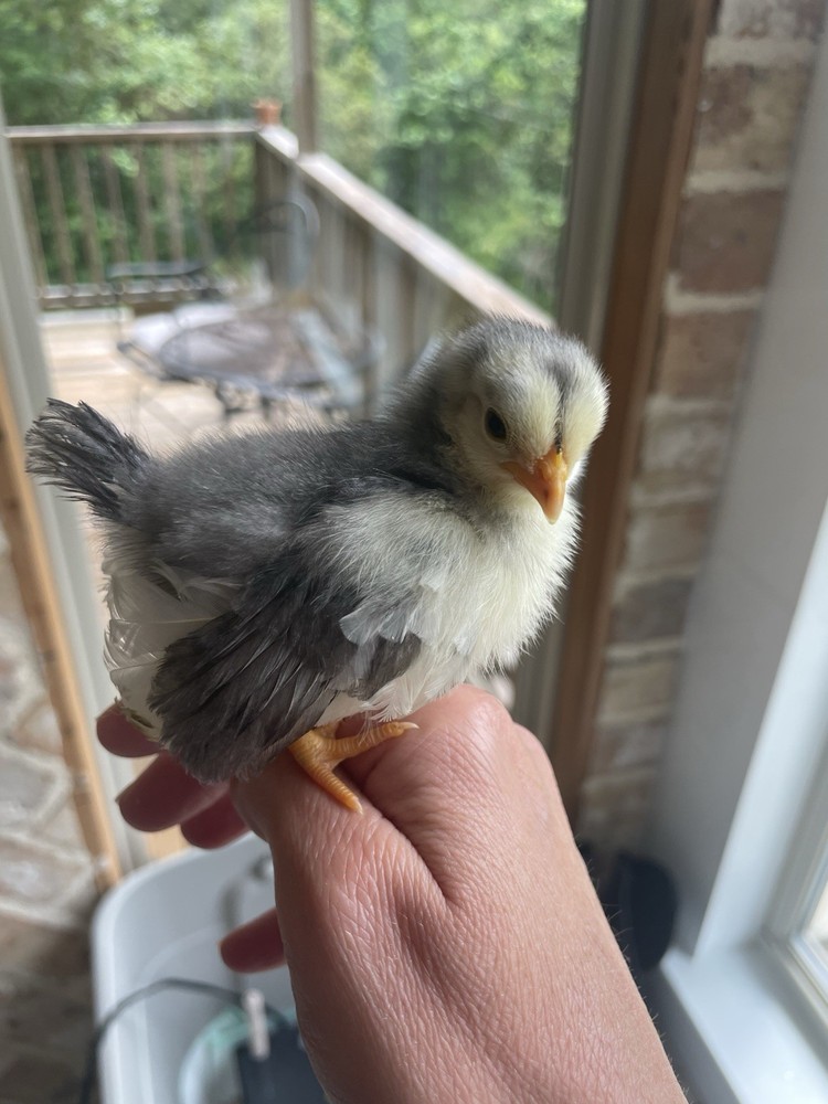 9 Serama Hatching eggs - Mixed Bloodlines