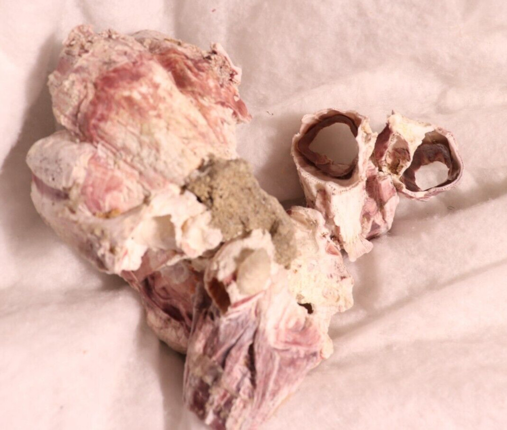 Barnacles Fossil Shell Purple Cluster