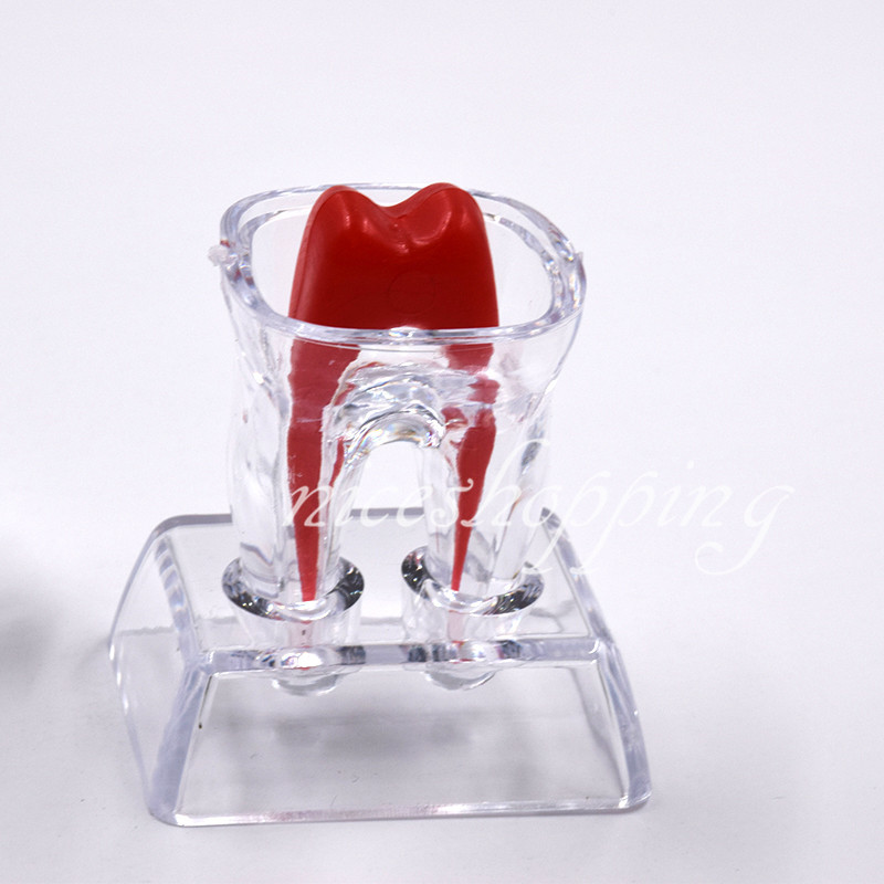 1x Dental Separable Crystal Base Hard Plastic Teeth model Tooth Molar Model