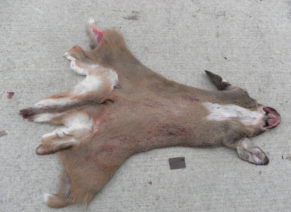 23 to 24" nov red short seam whitetail Deer Cape Taxidermy mount antlers