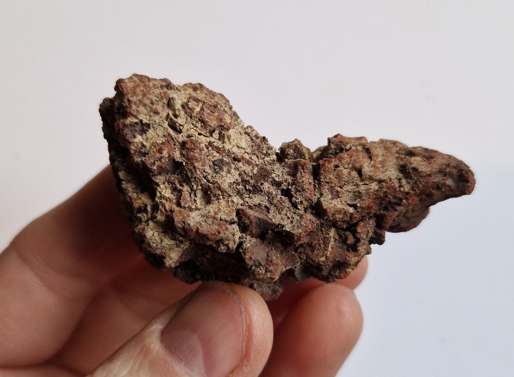 Turtle Coprolite - Madagascar - Fossilised Poo - Eocene