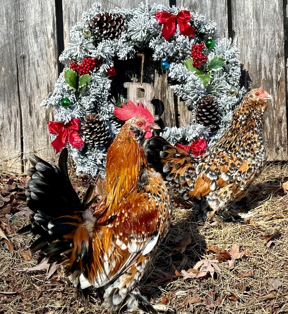 Mille Fleur Bantam Fertilized Hatching Eggs 6+ count will continue to grow