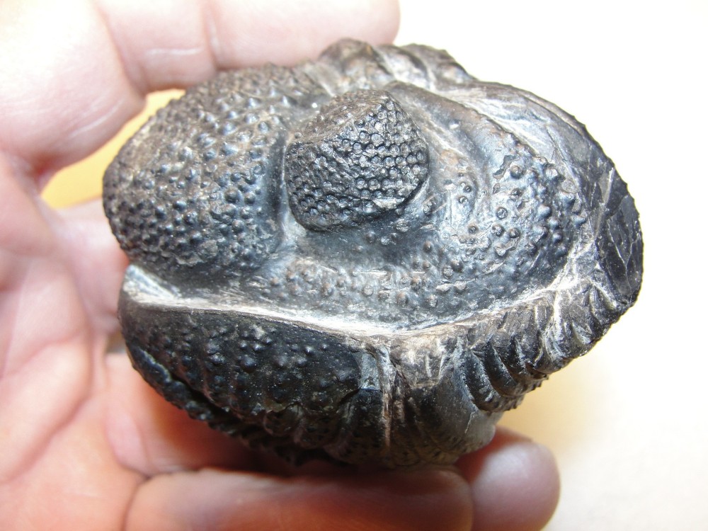Giant Devonian Trilobite Well Preserved Top Shelf